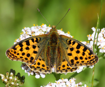 Storflckig prlemorfjril (Issoria lathonia)