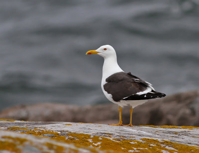 Silltrut / Baltic Gull (ssp fuscus)