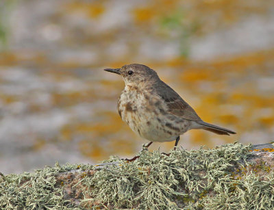 Skrpiplrka, adult