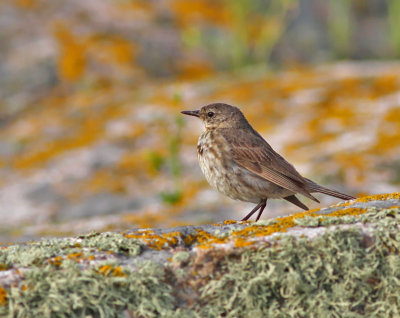 Skrpiplrka, adult