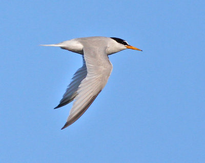 Smtrna / Little Tern