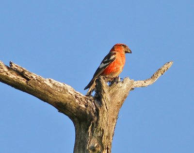 Bändelkorsnäbb ♂