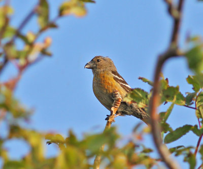 Bändelkorsnäbb ♀