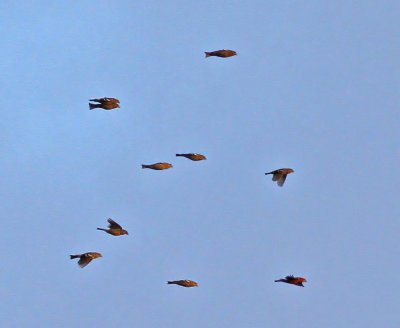 Bändelkorsnäbb, sträckande flock