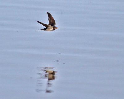 Ladusvala, adult hst