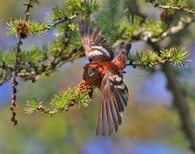 Bändelkorsnäbb ♂