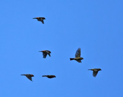 Bändelkorsnäbb, flygande