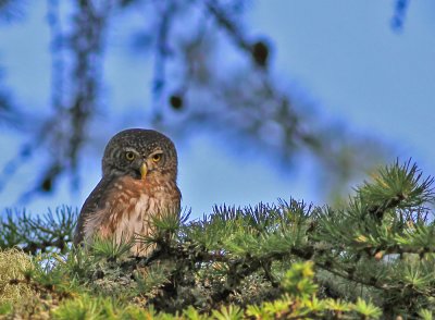 Sparvuggla