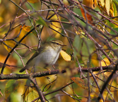 Taigasngare / Yellow-browed Warbler