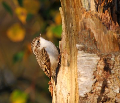 Trdkrypare / Treecreeper