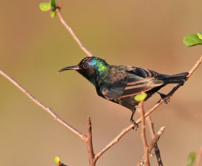 Abessinsk solfgel ♂