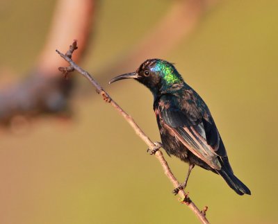 Abessinsk solfgel ♂