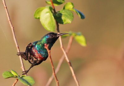 Abessinsk solfgel ♂
