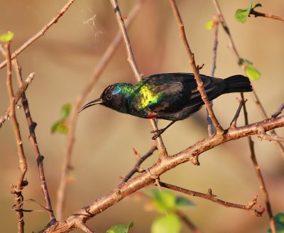 Abessinsk solfgel ♂