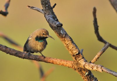 Abessinsk solfgel, eklips ♂