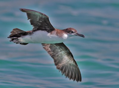 Arablira / Arabian Shearwater