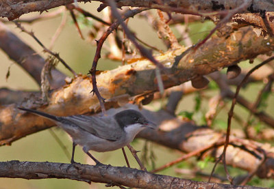 Arabisk sngare / Arabian Warbler