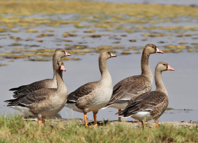 Blsgs / White-fronted Goose