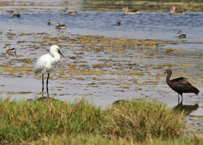 Skedstork & bronsibis