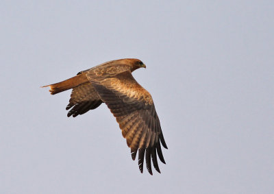 Brun glada / Black Kite