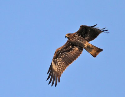 IMG_1099.JPG