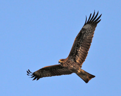 Brun glada, 1K (aegyptius?)