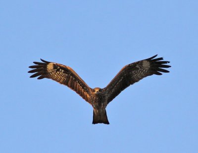 Brun glada, 1K (aegyptius?)