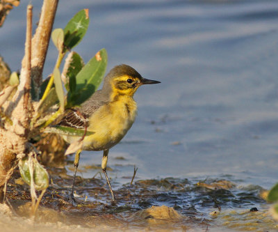 Citronärla, ♀