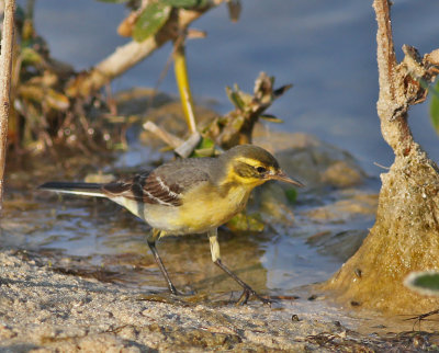 Citronärla, ♀