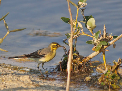Citronärla, ♀