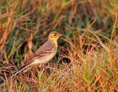 Citronärla, ♀