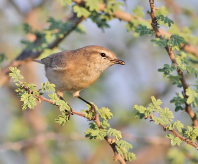 Dvrgsngare / Plain Leaf Warbler