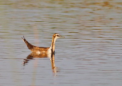 Fasanjacana / Pheasant-tailed Jacana