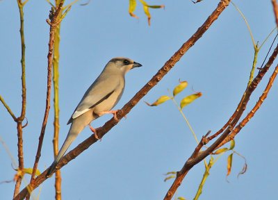 Hypocolius