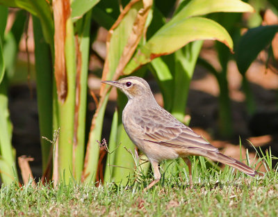 Lngnbbad piplrka / Long-billed Pipit