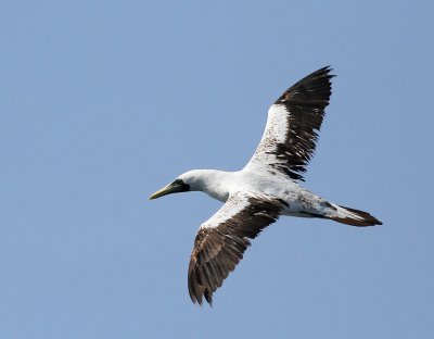 Masksula / Masked Booby