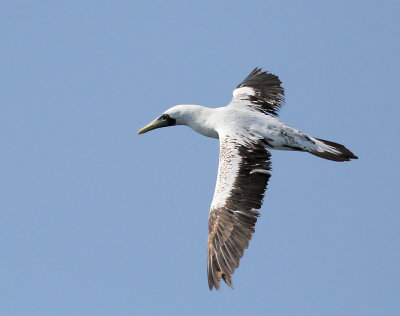 Masksula, äldre subadult