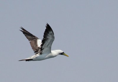 Masksula, ldre subadult