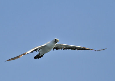 Masksula, ldre subadult