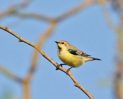 Nilsolfgel, ♂ eklips