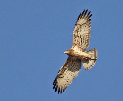 Ormörn