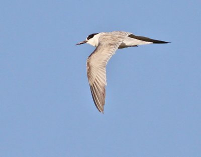 Persisk smtrna / Saunders's Little Tern (ssp saundersi)