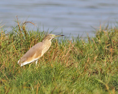 Rallhger / Squacco Heron