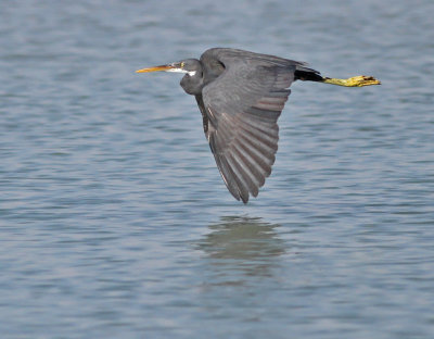 Revhäger / Western Reef Heron