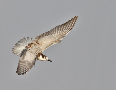 Skggtrna / Whiskered Tern