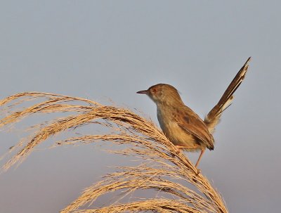 Streckad prinia