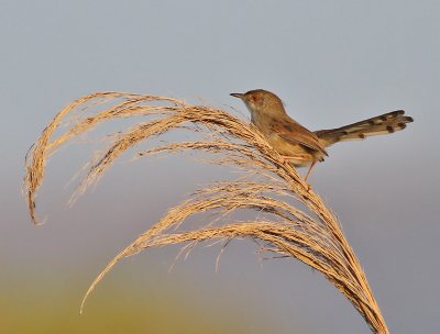 Streckad prinia