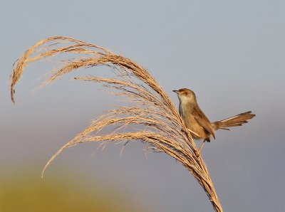 Streckad prinia