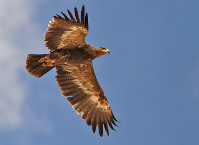 Stäppörn, subadult