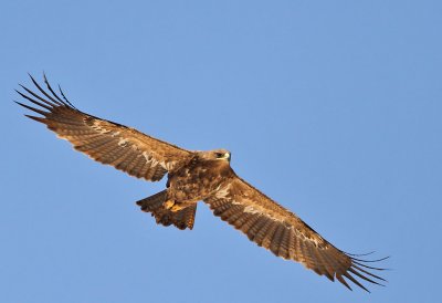 Stäppörn, subadult